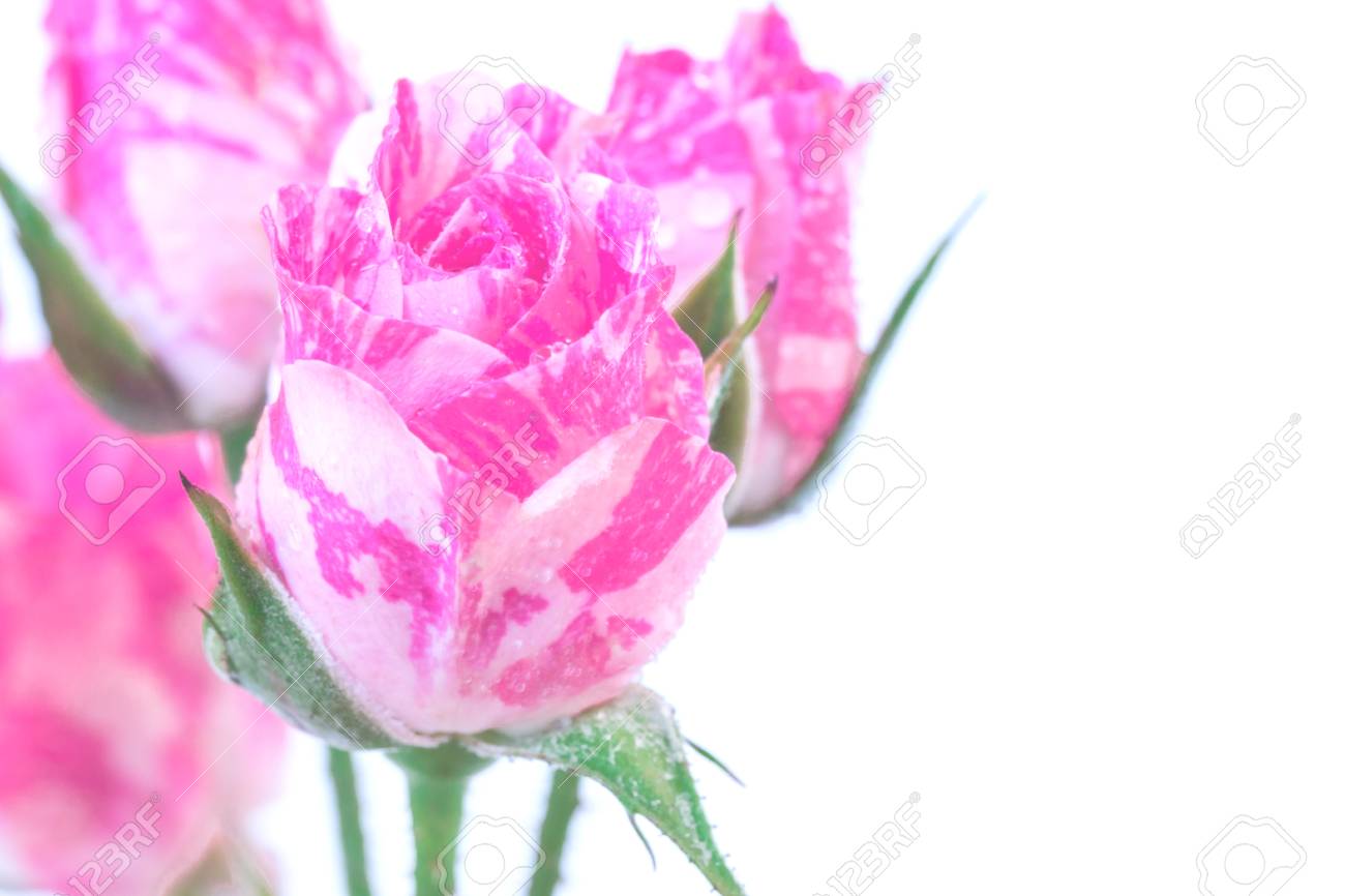 ツートン カラーのピンクのバラと水を白い背景を削除します の写真素材 画像素材 Image