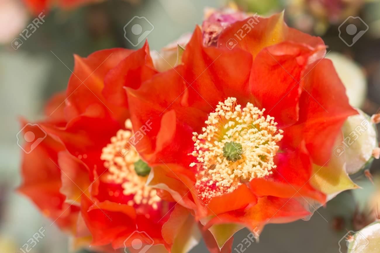 オレンジ色のサボテン花 悪魔の舌 または東ウチワ インドのイチジク そのラテン語名はウチワ サボテン Humifusa Syn ウチワ サボテン ヌカエビ 北アメリカ原産です の写真素材 画像素材 Image