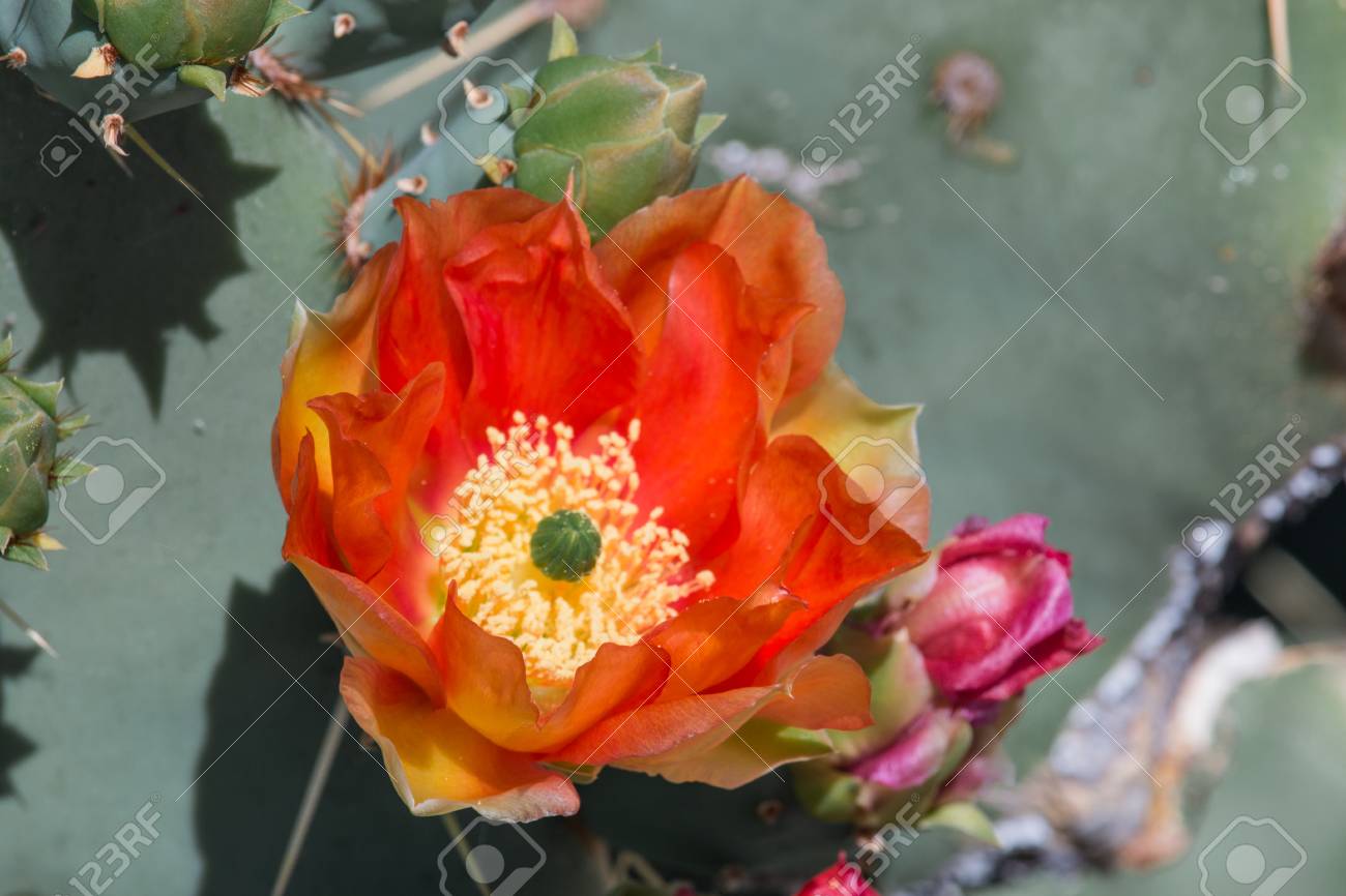 オレンジ色のウチワ サボテンの花 の写真素材 画像素材 Image