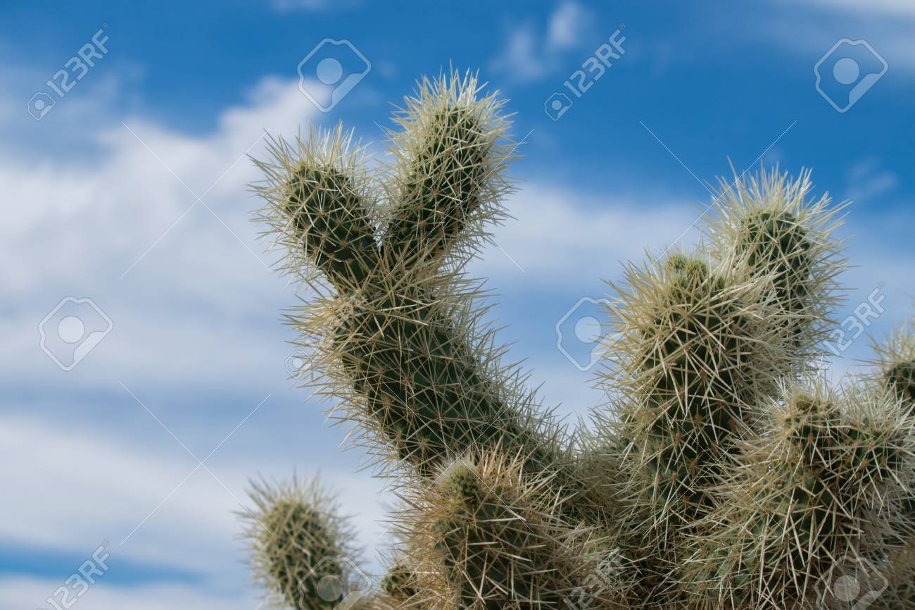 アリゾナ州の砂漠で全羅道のサボテン の写真素材 画像素材 Image