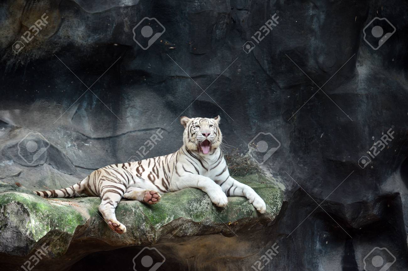 etiam-dictum-ipsum-a-felis