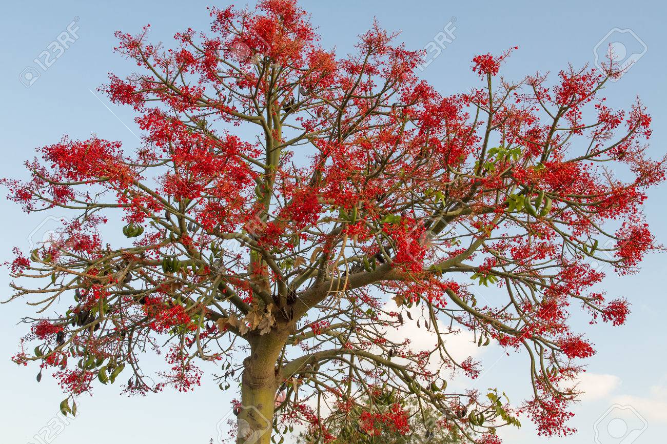 裸葉のない木に夏に開花 イラワラ フレーム ツリーと呼ばれるオーストラリア ゴウシュウアオギリ Acerifolius は その明るい赤色のベル形の花を持つ壮麗な光景です の写真素材 画像素材 Image