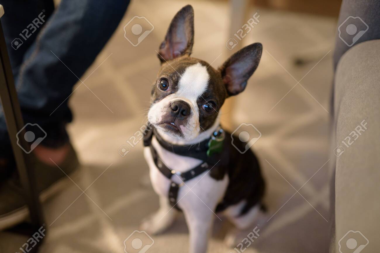 tiny boston terrier
