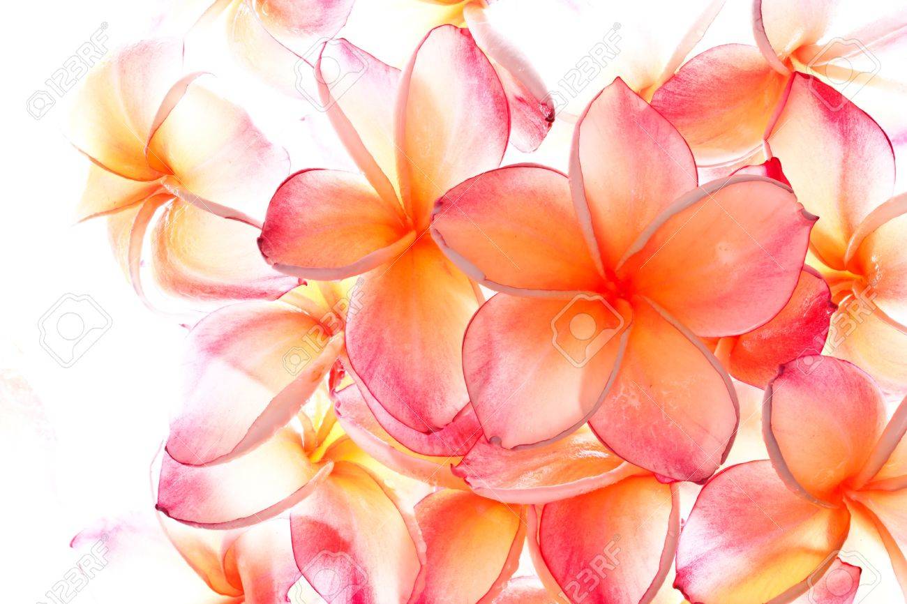 プルメリア 有名な熱帯の花 の写真素材 画像素材 Image