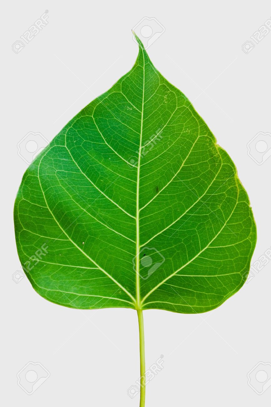 pipal leaf on white