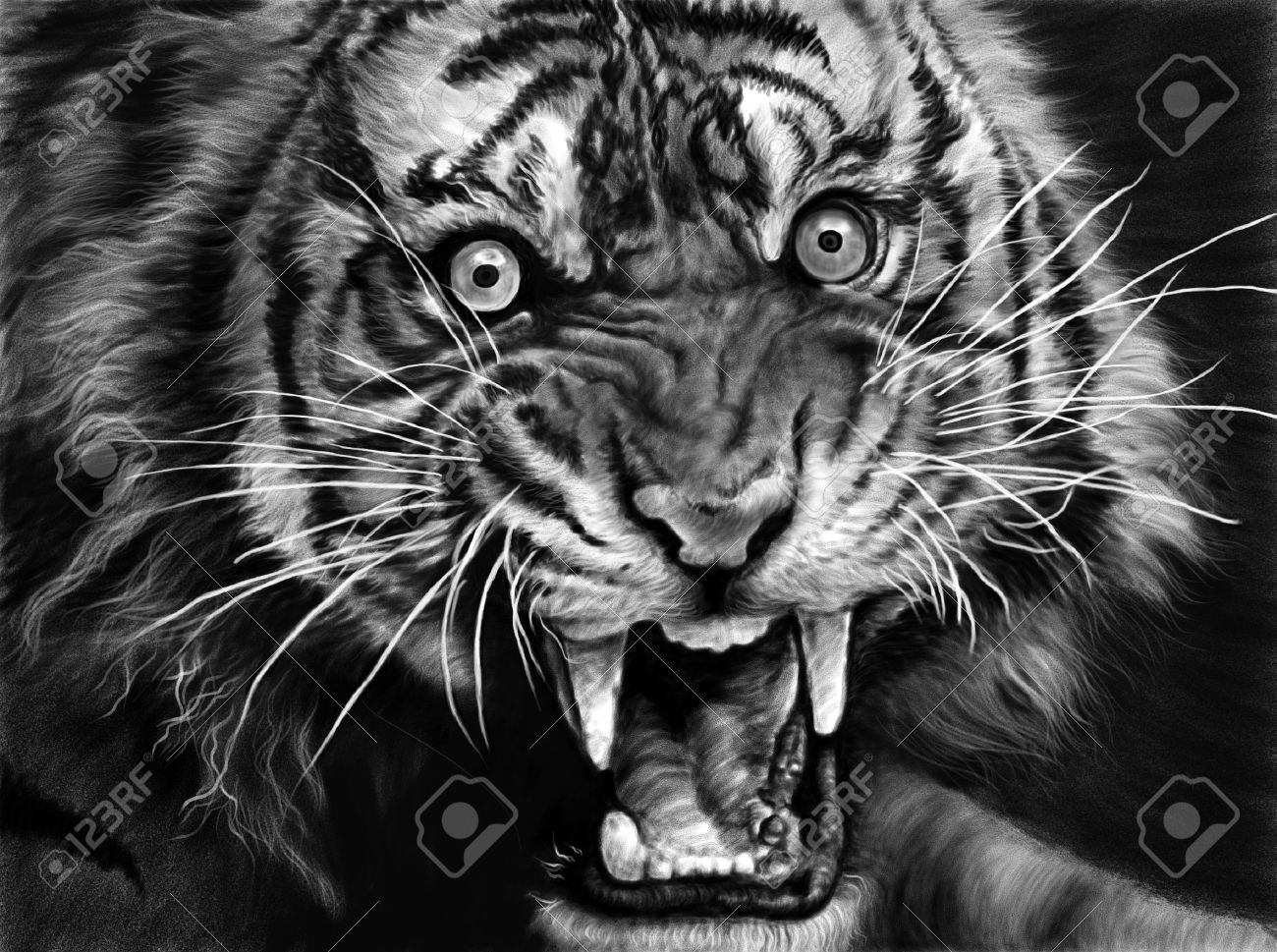 fierce white tiger drawing