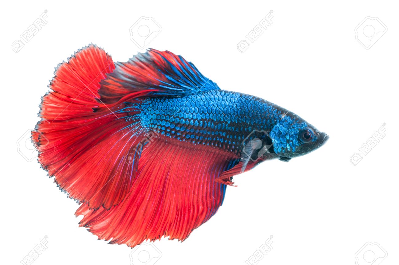 blue red betta fish