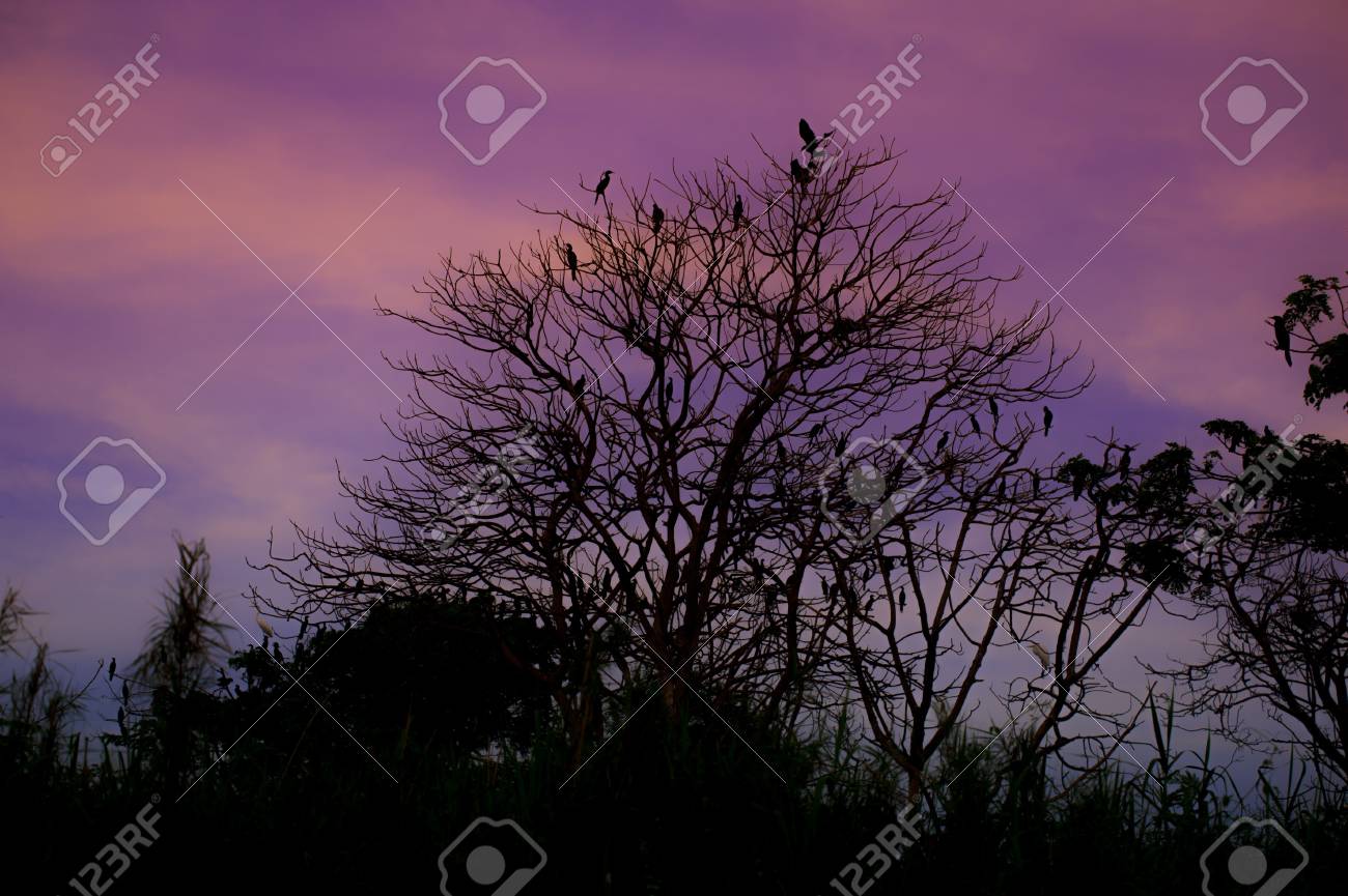 etiam-dictum-ipsum-a-felis