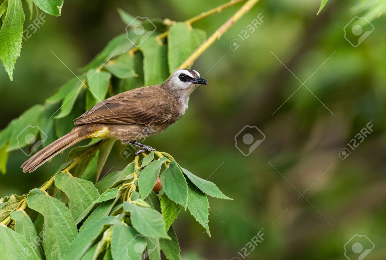 etiam-dictum-ipsum-a-felis