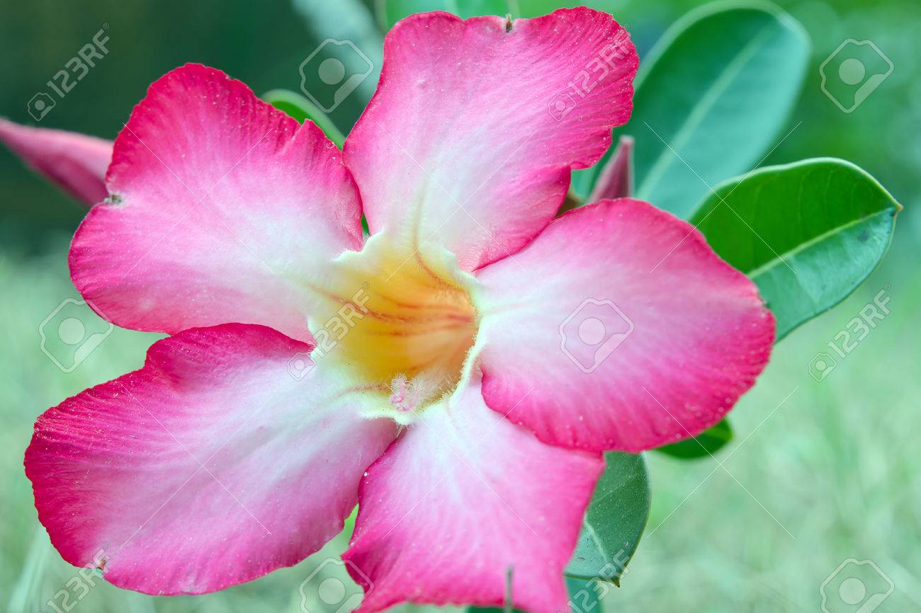 hibiscus flower paper flower family name malvaceae stock photo hibiscus flower paper