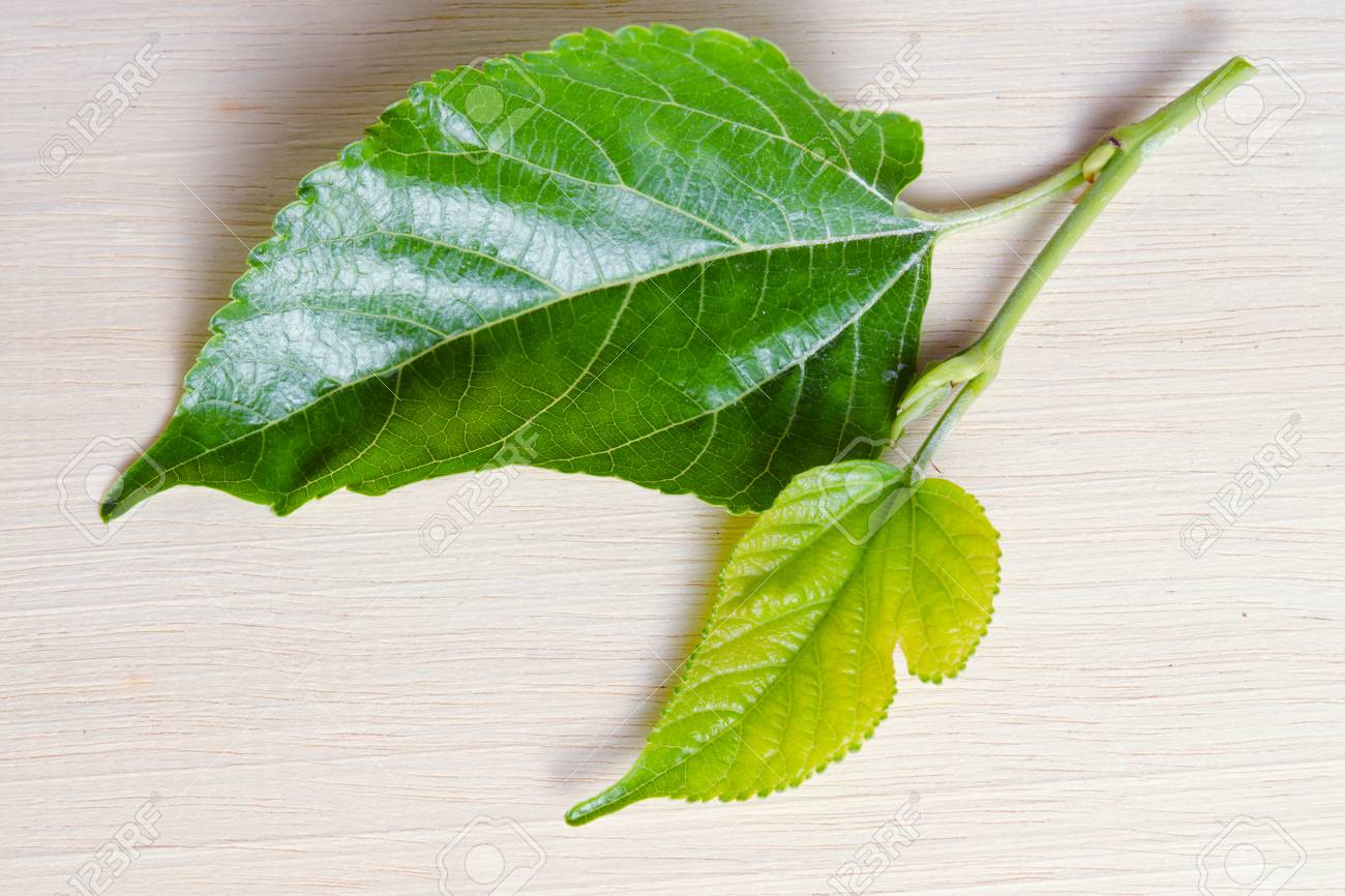 他の名前 ソウハクヒ クワ科 桑の実 白桑 中国桑 クワ Cathayana 桑葉ウッドの背景に分離 の写真素材 画像素材 Image