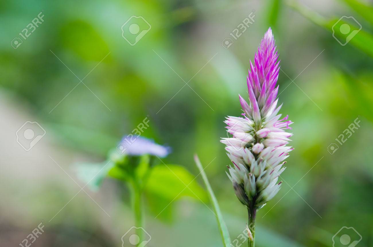 ケイトウ ピンクや白い花 鶏頭 アニスヒ ソップ ケイトウ フラミンゴ羽フレア アガスタチ ウイキョウまたは Woolflowers として知られています ケイトウは食用または観賞用アマランサス家族の属です の写真素材 画像素材 Image