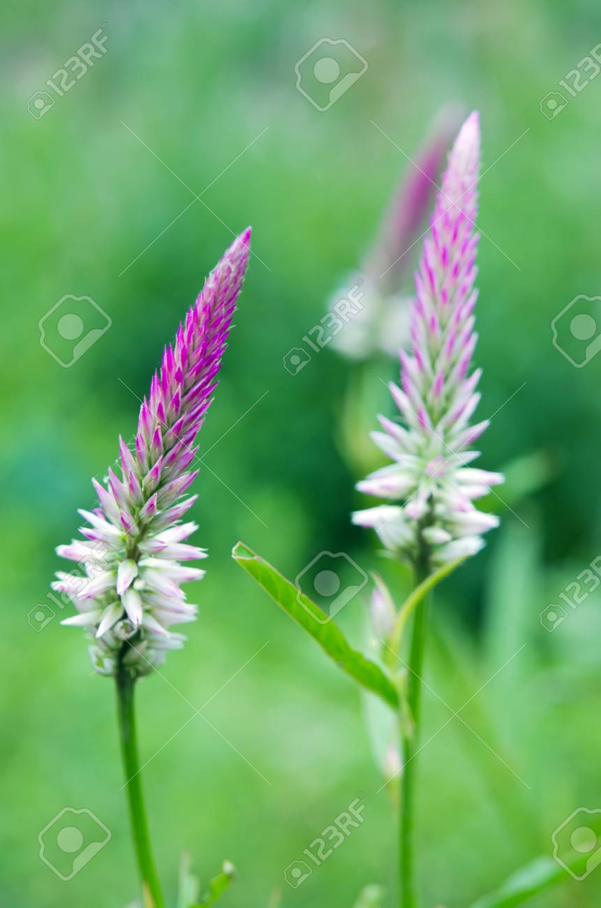 Celosia Fleur Rose Et Blanc également Connu Sous Le Nom Cockscomb Anise Hysope Celosia Flamingo Plume Floer Agastache Foeniculum Ou Woolflowers