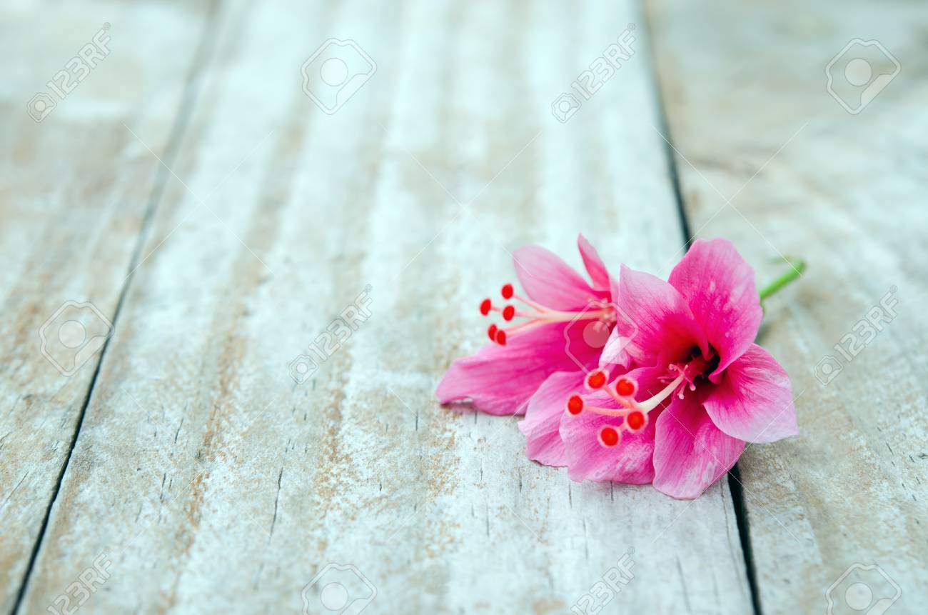 hibiscus flower also named as paper flower shoe flower chaba hibiscus flower paper