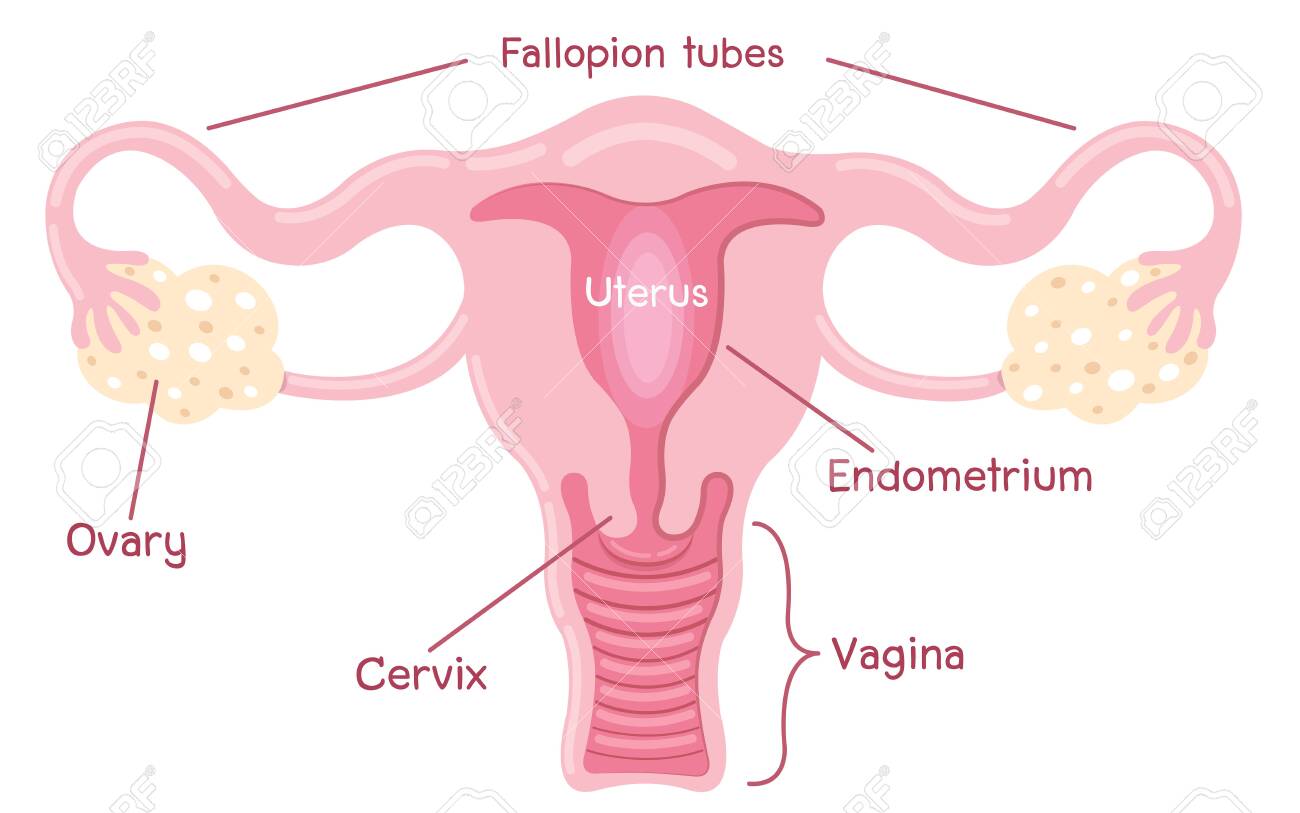 女性生殖器 ヒト解剖学 女性生殖器系、 女性の生殖器官の写真素材・画像素材 Image 149244619