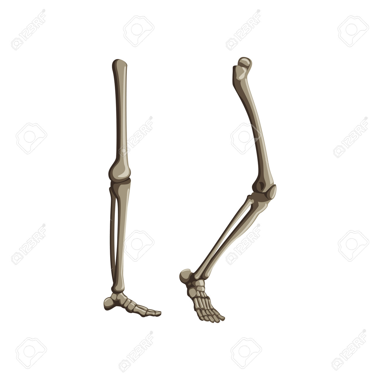 vraie jambe de squelette humain