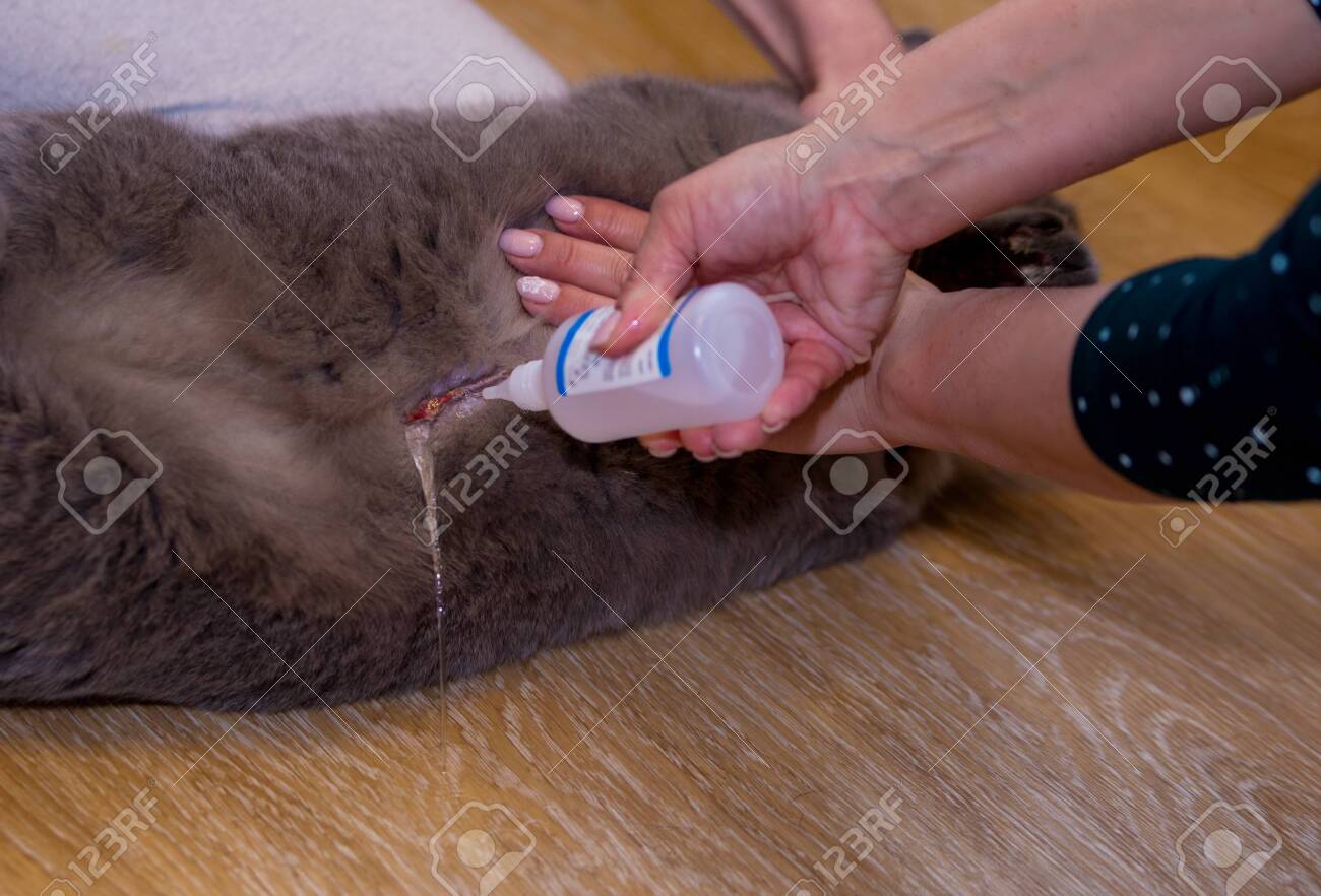 Vet Treats A Wound On The Stomach With A Gray British Adult Cat With Hydrogen Peroxide Stock Photo Picture And Royalty Free Image Image 141827075