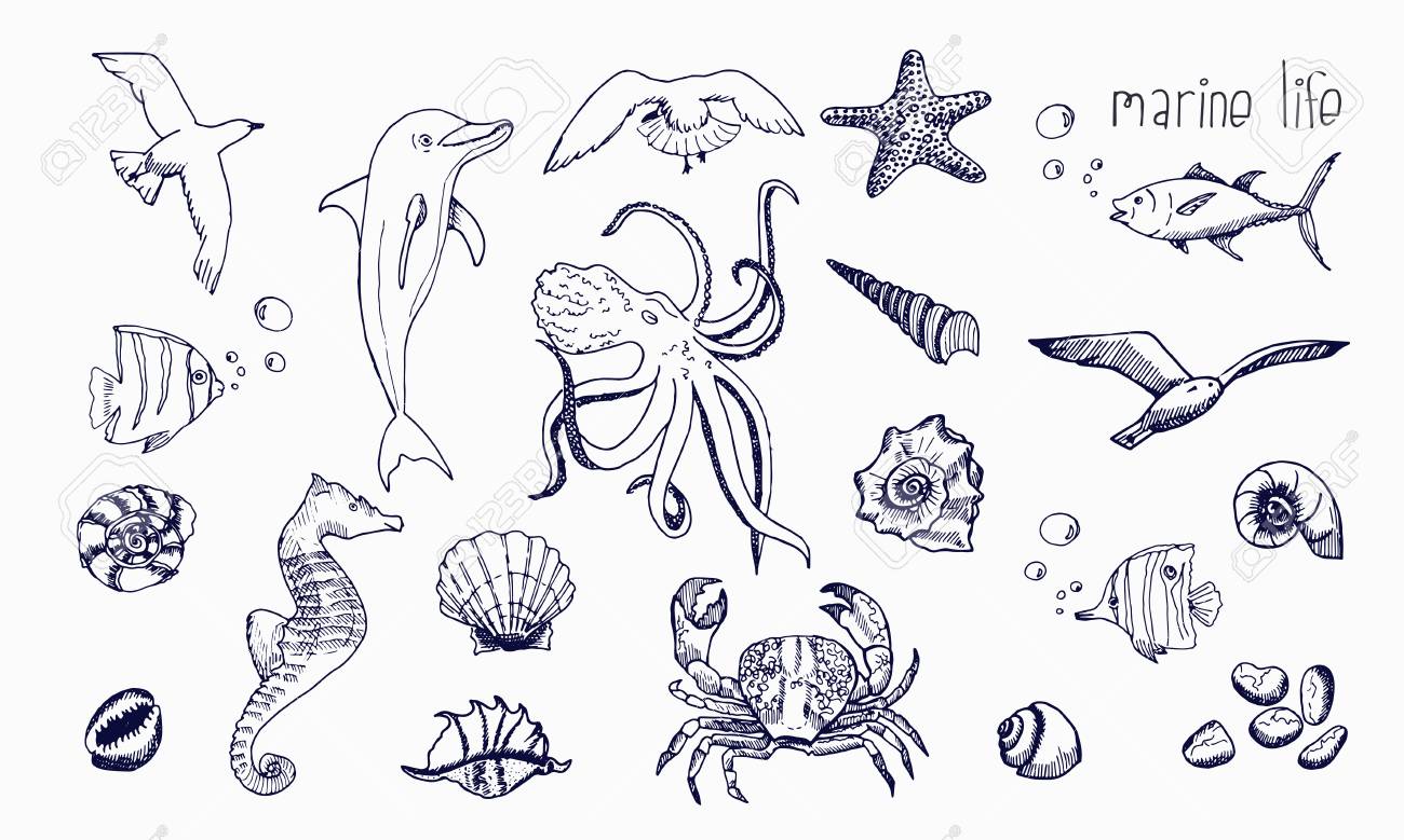 Underwater Animals Hand Drawn Sketch Royalty Free Cliparts Vectors And Stock Illustration Image 86639017
