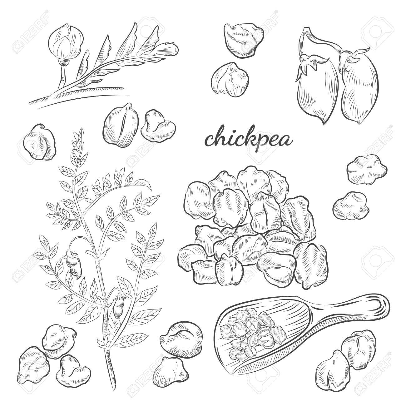 ひよこ豆植物手描きイラスト エンドウ豆 ポッド 開花スケッチ 白い背景に隔離されたひよこ豆のためのスクープ のイラスト素材 ベクタ Image