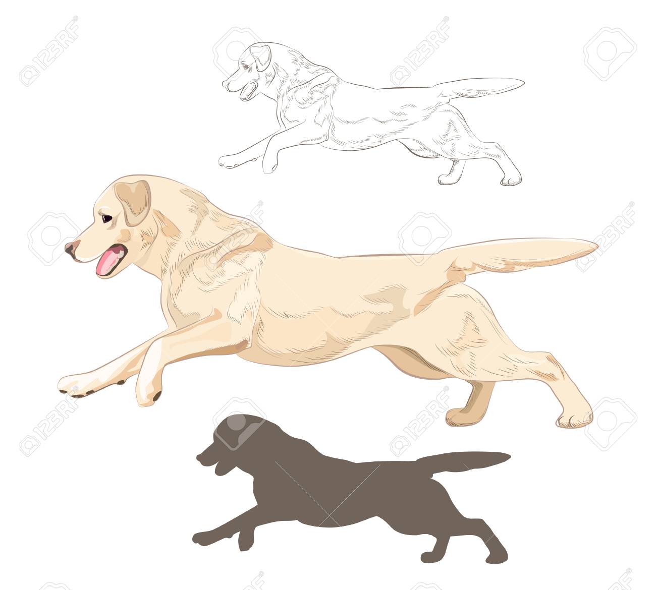 Labrador Dog Running Isolated On White Background Active Purebred Royalty Free Cliparts Vectors And Stock Illustration Image 97424302 A quick test i did to learn how a dog run cycle works. labrador dog running isolated on white background active purebred