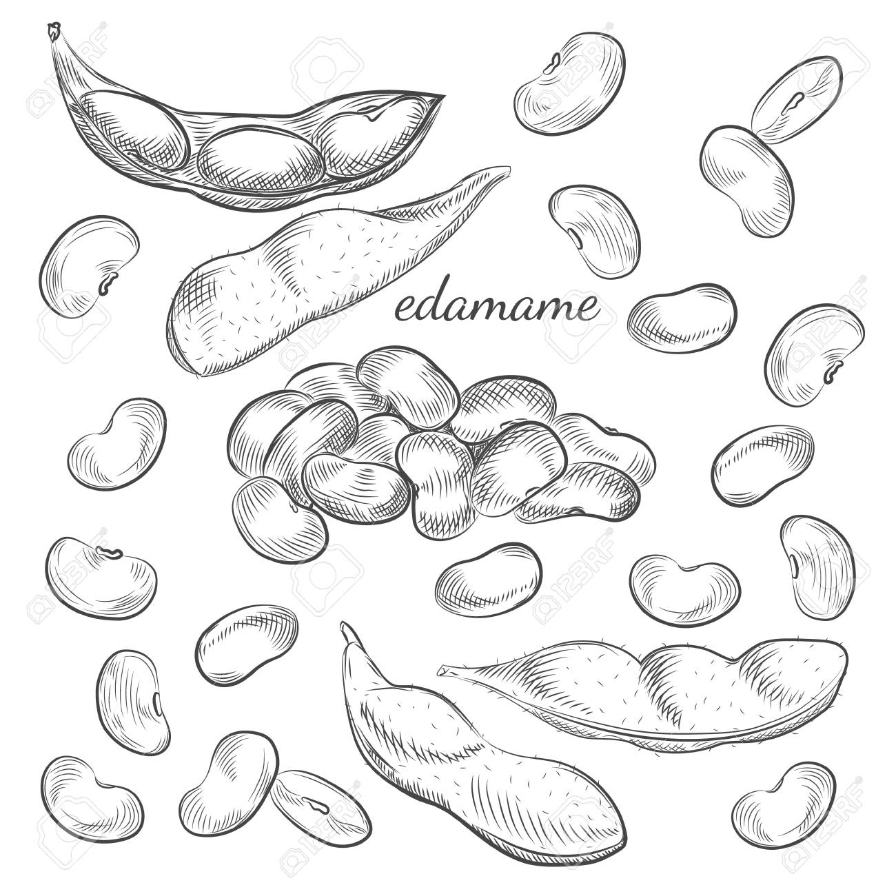 エダマメ手描きのスケッチをベクトルで描いた 白い背景に隔離されたエダマメ豆とポッド のイラスト素材 ベクタ Image 97421346