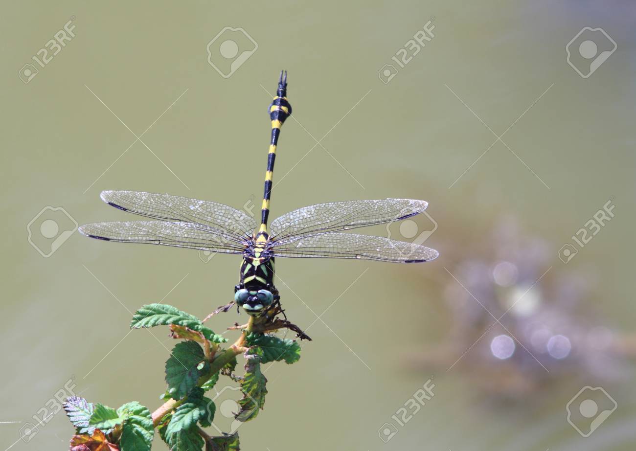 etiam-dictum-ipsum-a-felis