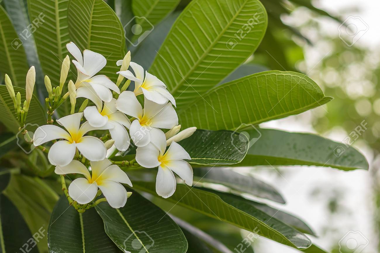 ハワイの花プルメリア 白い黄色の花は黄色の中心と非常に香りの良い白い花を咲かせる の写真素材 画像素材 Image