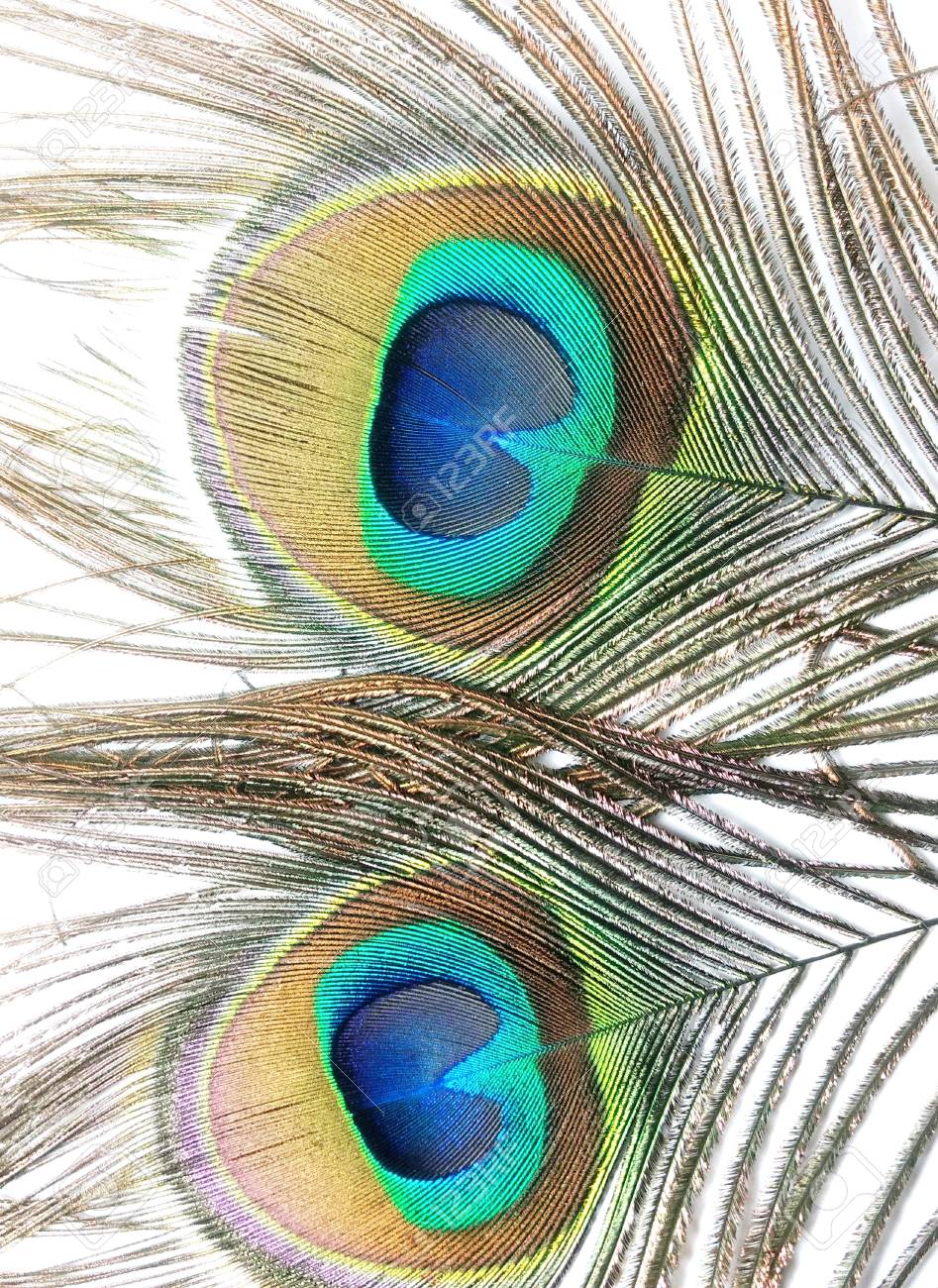 Feathers Of Peacock Or Peahen Also Known As Blue Peafowl Or Indian Stock Photo Picture And Royalty Free Image Image