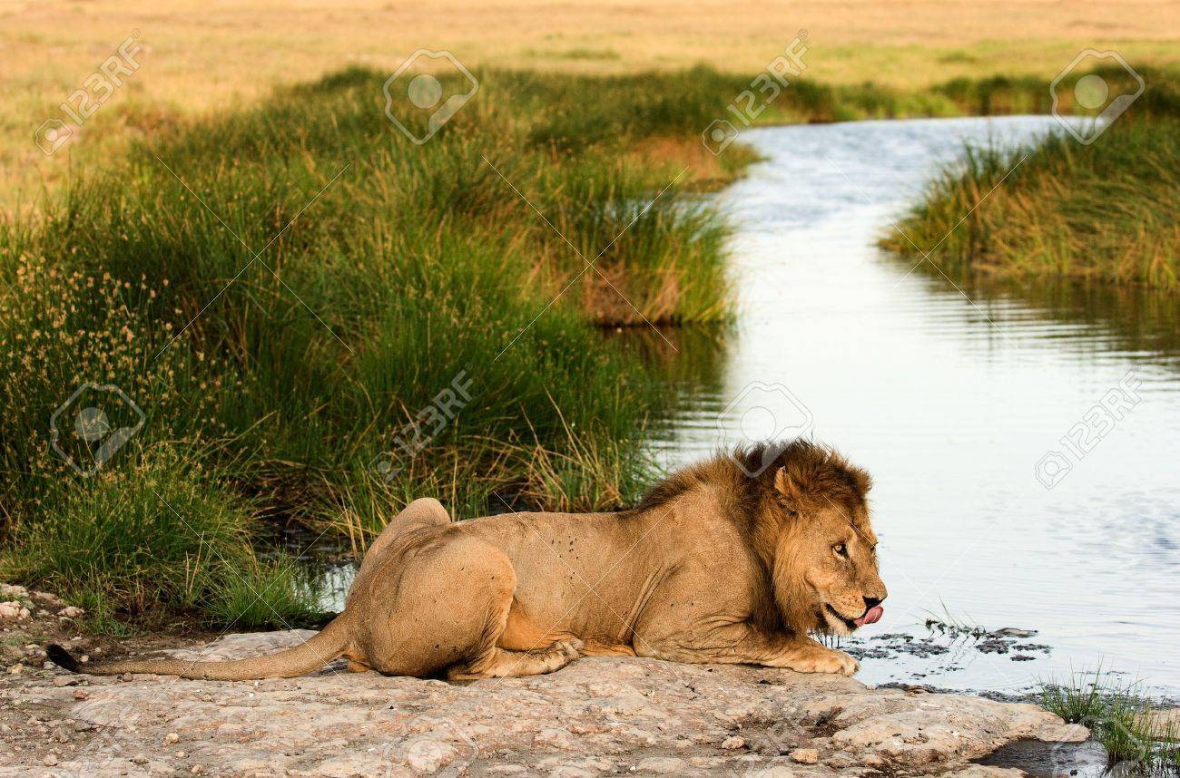 east african lions Where do lions live in africa, the use may vary from a symbol of power and royalty in west africa to a symbol of laziness in other east african traditions. east african lions Where do lions live in africa, the use may vary from a symbol of power and royalty in west africa to a symbol of laziness in other east african traditions.
