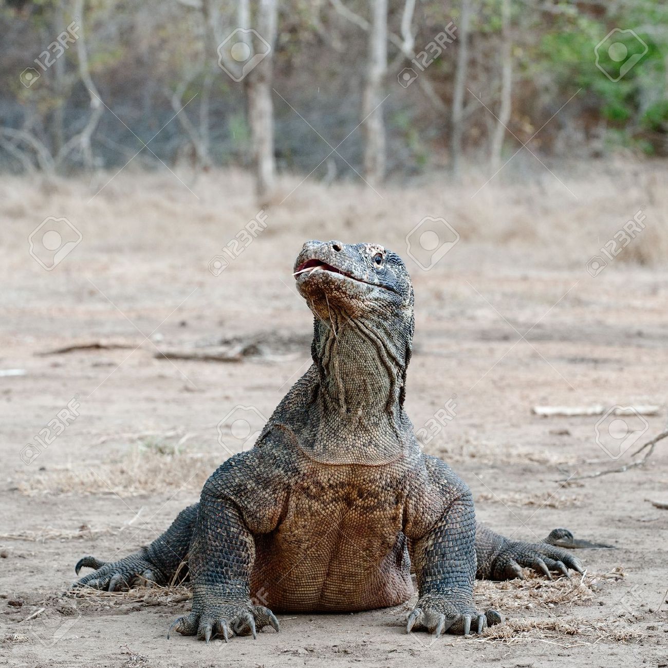 ヴァラヌス Komodoensis コモドドラゴンは 世界では インドネシア最大の生きているトカゲです の写真素材 画像素材 Image