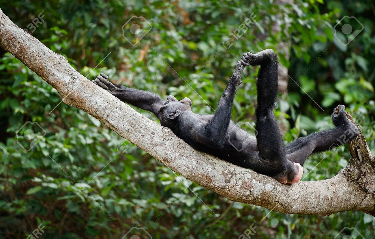 The laughing Bonobo on a tree branch. Democratic Republic of Congo. Africa - 25491496 The laughing Bonobo on a tree branch. Democratic Republic of Congo. Africa - 25491496