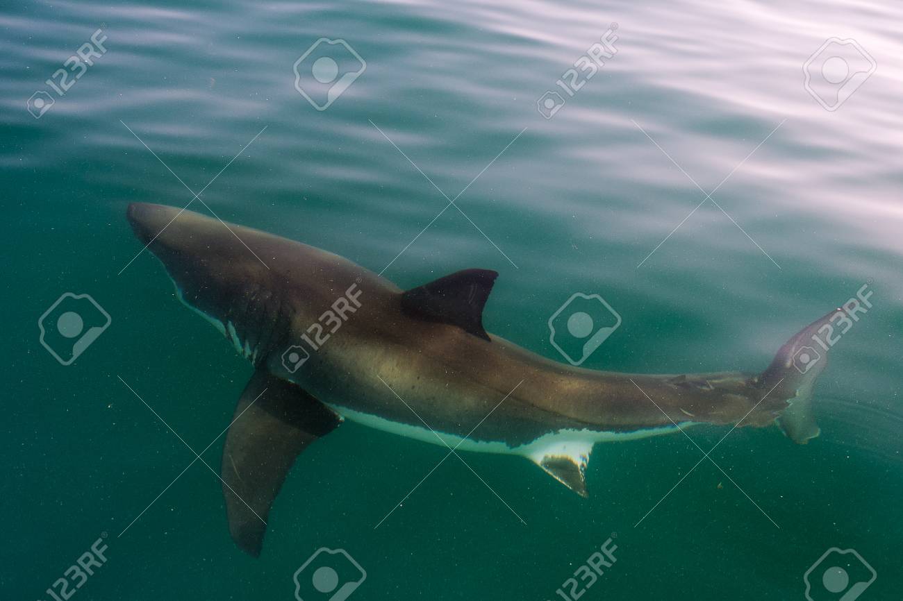 水の大西洋の白いサメ ホオジロザメ の写真素材 画像素材 Image