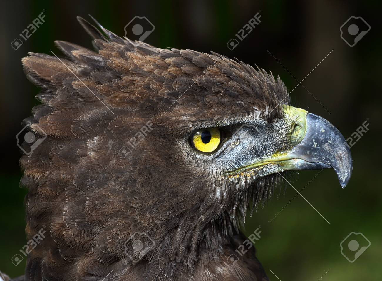 Close Up Portrait Of A Martial Eagle Polemaetus Bellicosus