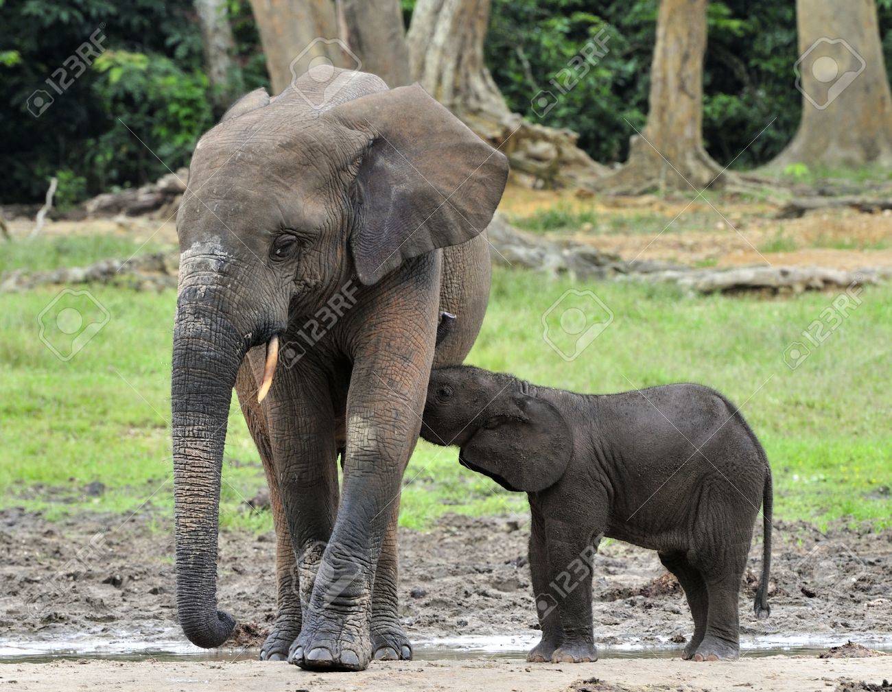 the elephant calf is