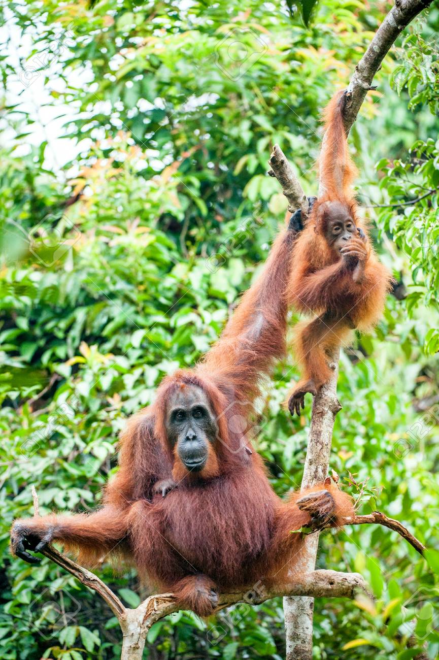 ネイティブの生息地でカブとオランウータンのメス 野生の自然でボルネオ オランウータン オランウータン ボルネオ島の熱帯雨林 インドネシア の写真素材 画像素材 Image