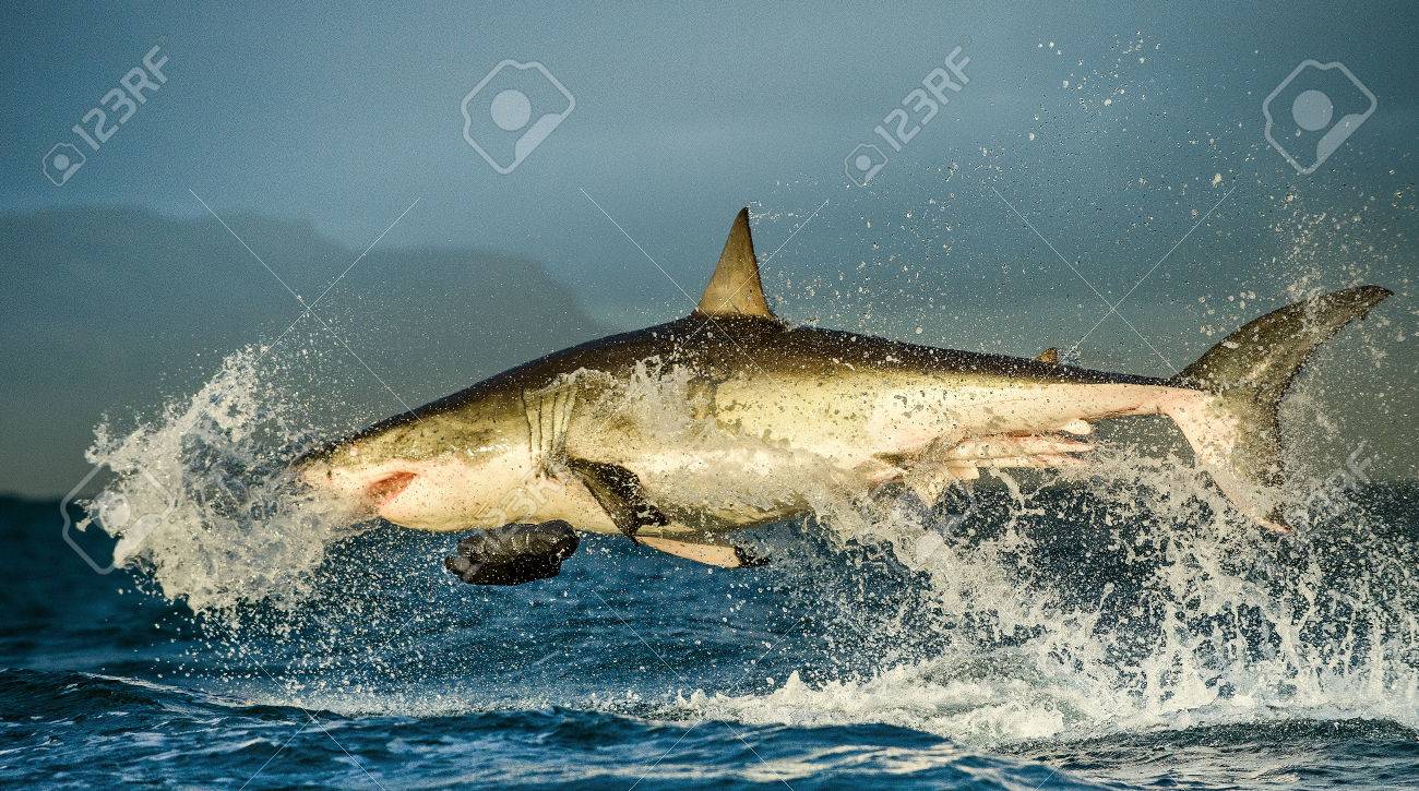 大御所様専用 アガベ 大白鯊 ホオジロザメ 星空 偉大な白いサメ