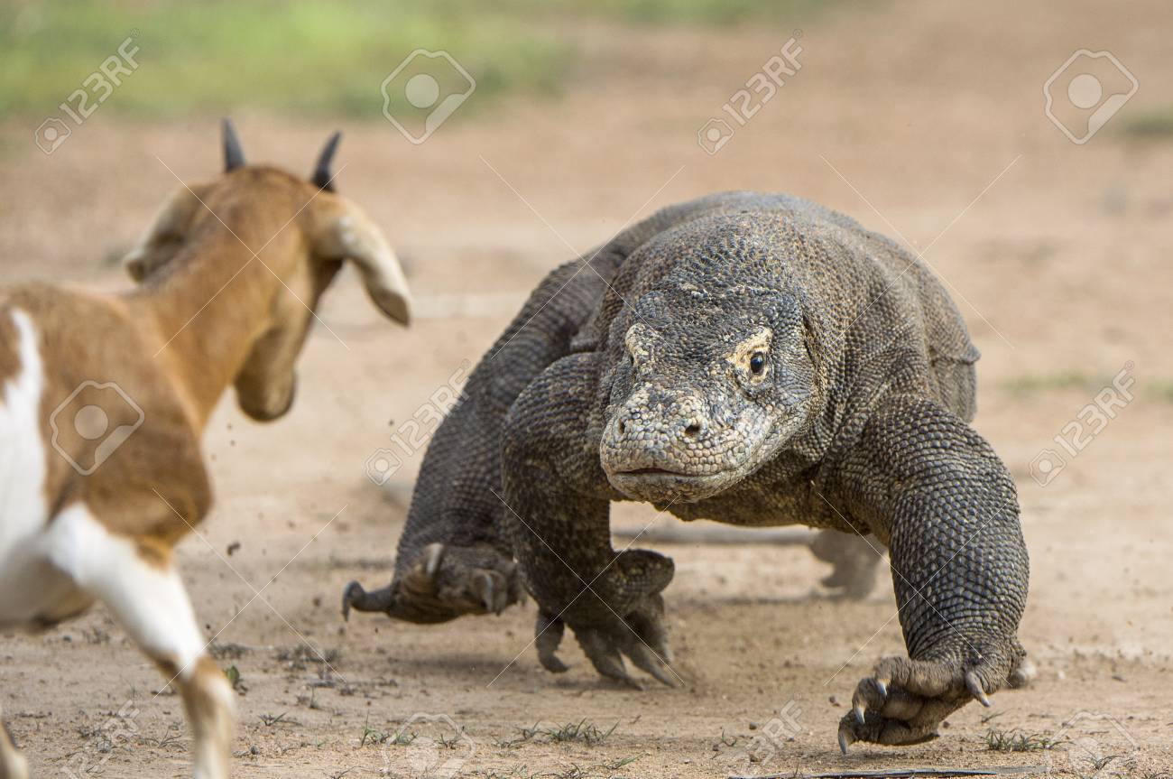 Komodo dragon attacks terrorize villages