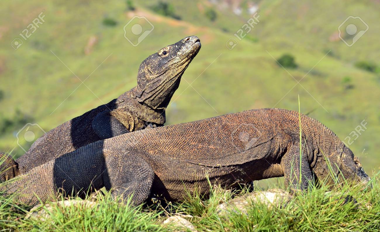 Che Cos E Il Drago Di Komodo E Quanto E Pericoloso Focus It