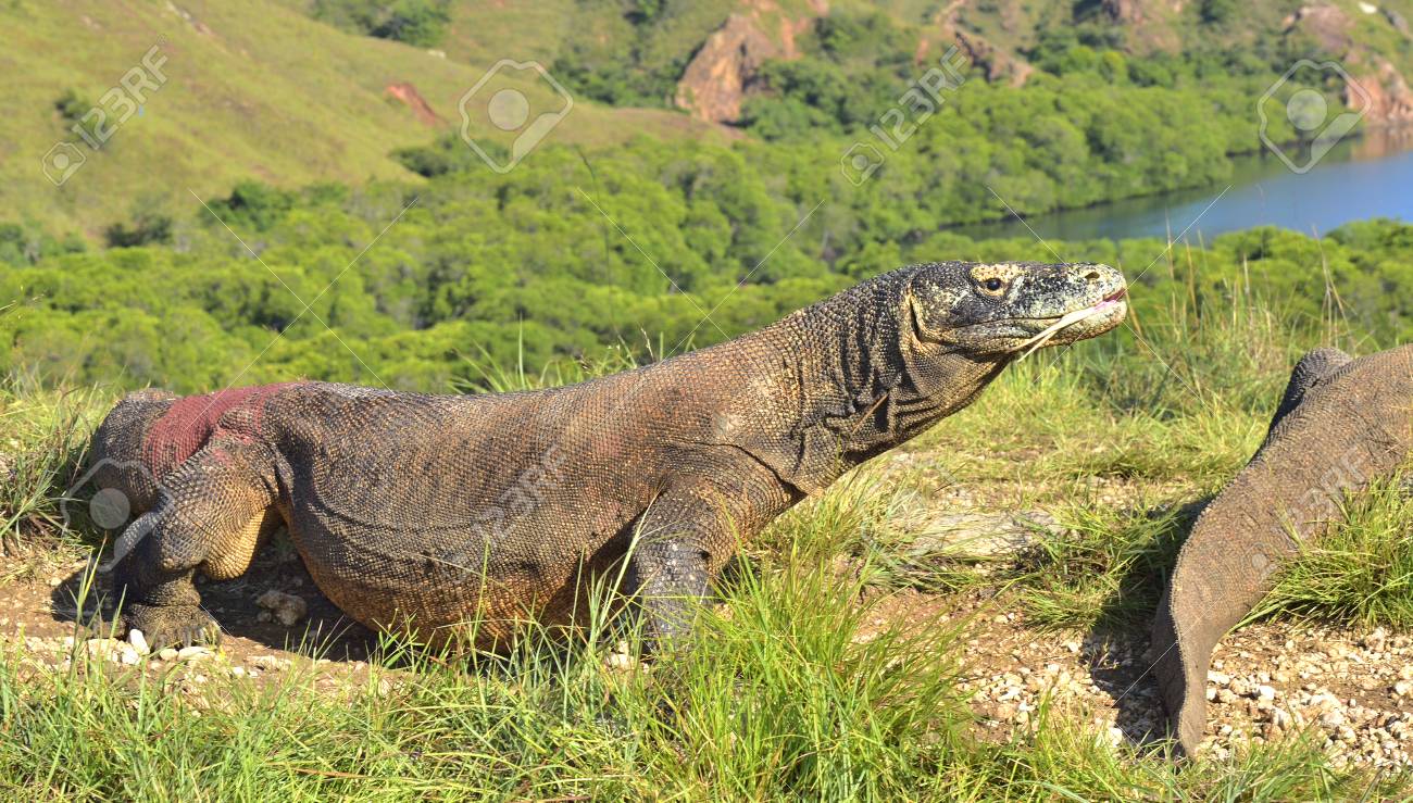 Dragon De Komodo Habitat