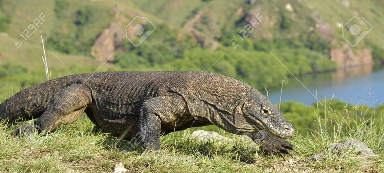 Varanus Komodoensis Dragon De Komodo