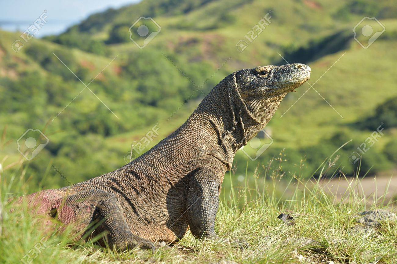 Dragon De Komodo Habitat