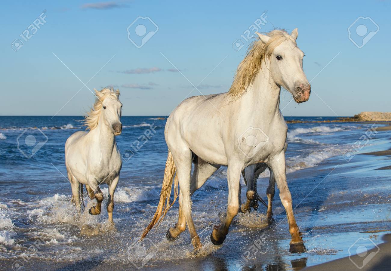 白いカマルグの馬は 水しぶきと泡で海の青い水の上をギャロップ フランス の写真素材 画像素材 Image 白いカマルグの馬は 水しぶきと泡で海の青い水の上をギャロップ フランス の写真素材 画像素材 Image
