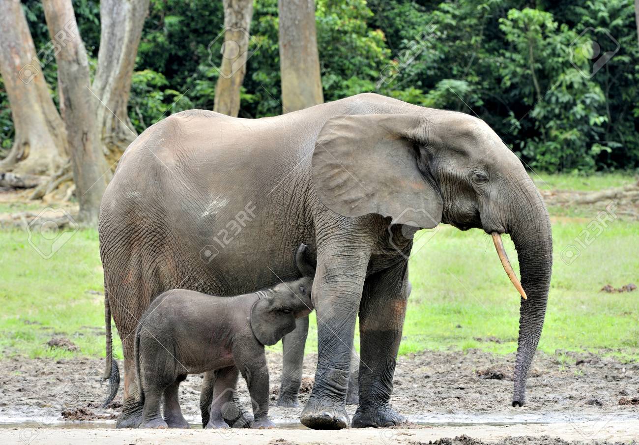 the elephant calf is