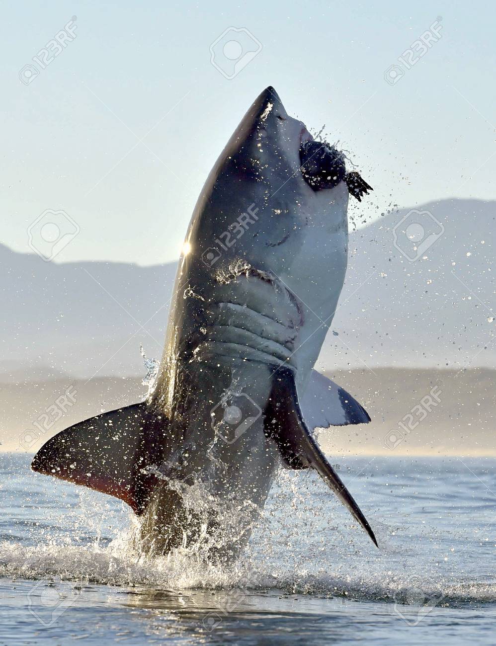 グレートホワイトシャーク カルカロドンカルチャリア 攻撃で違反 グレートホワイトサメ カルカロドンカルチャリア の狩猟 南アフリカ の写真素材 画像素材 Image グレートホワイトシャーク カルカロドンカルチャリア 攻撃で違反 グレートホワイトサメ カルカロドンカルチャリア の狩猟 南アフリカ の写真素材 画像素材 Image