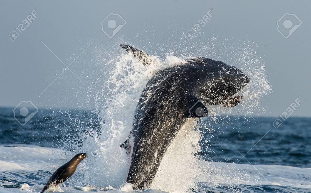 グレートホワイトシャーク カルカロドンカルチャリア は シールへの攻撃で違反 グレートホワイトサメ カルカロドンカルチャリア の狩猟 南アフリカ の写真素材 画像素材 Image グレートホワイトシャーク カルカロドンカルチャリア は シールへの攻撃で違反 グレートホワイトサメ カルカロドンカルチャリア の狩猟 南アフリカ の写真素材 画像素材 Image