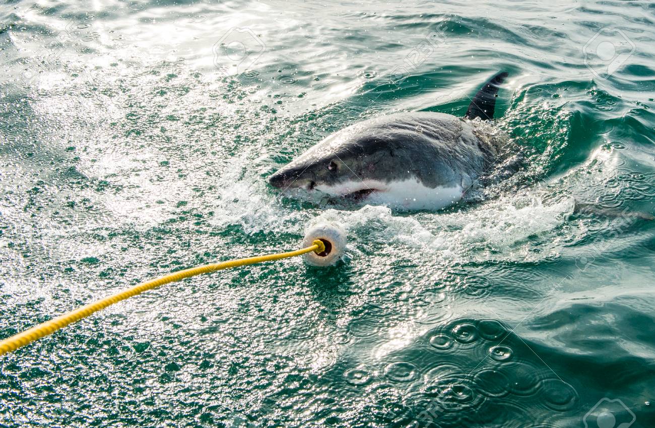 海水中のグレートホワイトシャーク カルカロドンカルチャリア 攻撃 グレートホワイトサメ カルカロドンカルチャリア の狩猟 南アフリカ の写真素材 画像素材 Image 海水中のグレートホワイトシャーク カルカロドンカルチャリア 攻撃 グレートホワイトサメ カルカロドンカルチャリア の狩猟 南アフリカ の写真素材 画像素材 Image