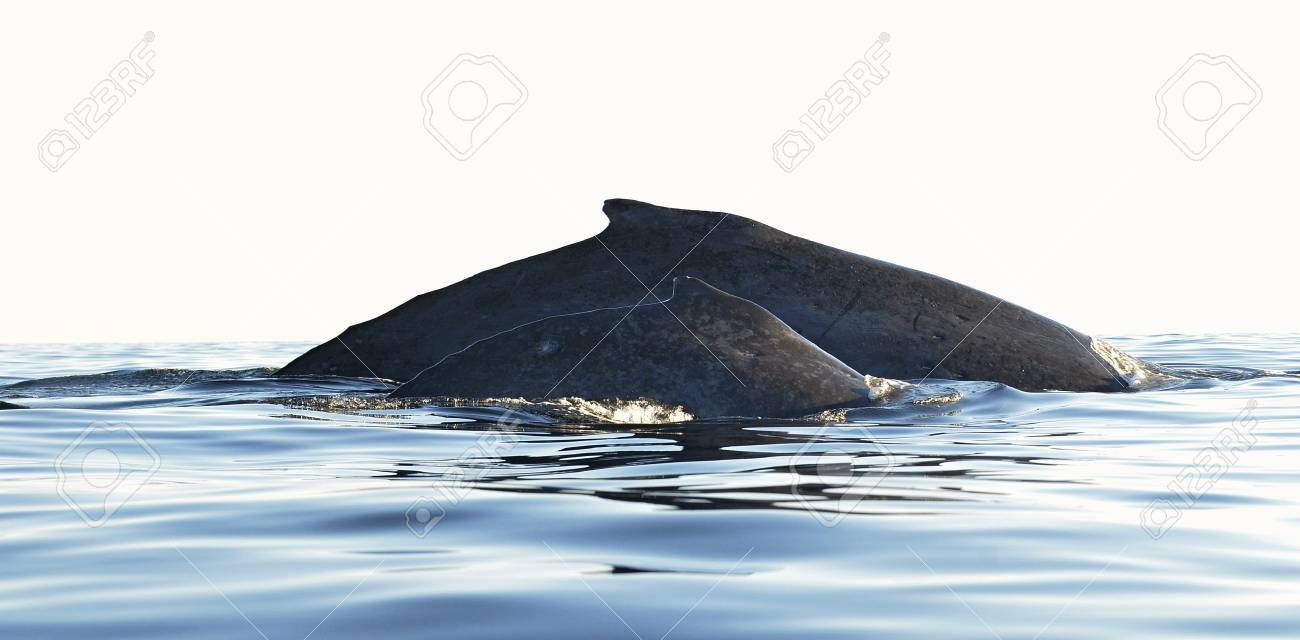 L Arriere De La Mere De Baleine A Bosse Et Son Bebe Baleines Nageant Dans L Eau De L Ocean Pacifique Megaptera Novaeangliae Banque D Images Et Photos Libres De Droits Image