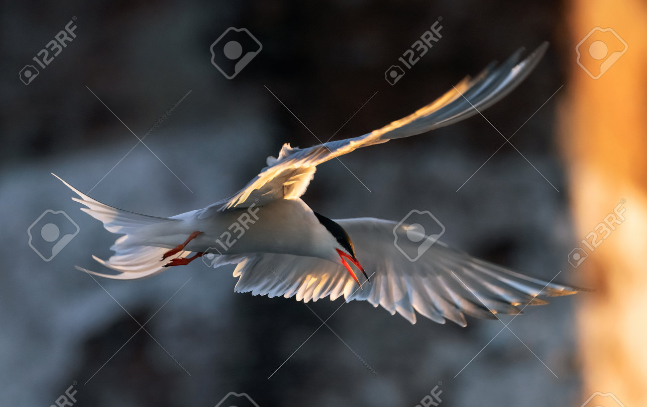 etiam-dictum-ipsum-a-felis