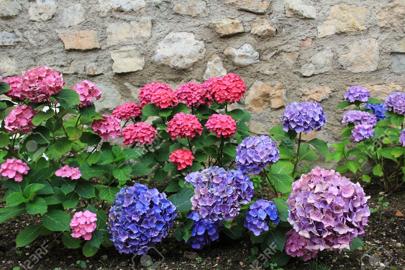 石の壁の赤と青の紫陽花 の写真素材 画像素材 Image