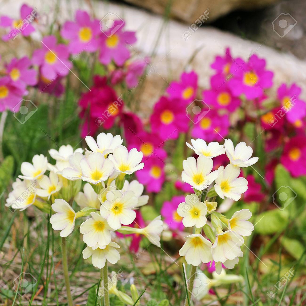 Wild pink primroses Clearance